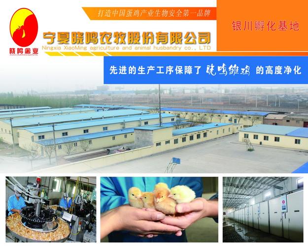 "/item/晓鸣禽业">晓鸣禽业 /a>)已发展成为集祖代和父母代蛋种鸡饲养