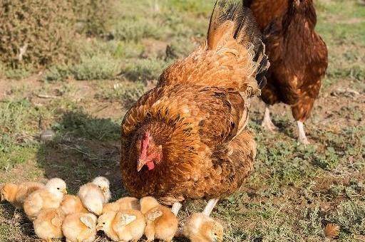 四月雏鸡创历史过亿,中秋节后鸡蛋价格行情能好吗?