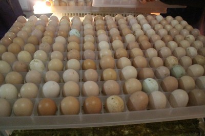人工鸡蛋孵化技巧