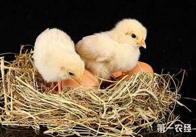 要如何提高孵化机的出苗率呢?