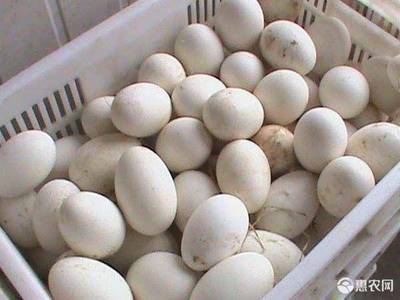 [大三花鹅蛋 大量供应大三花 种蛋 双黄蛋 商品蛋 新鲜鹅蛋价格5元/个