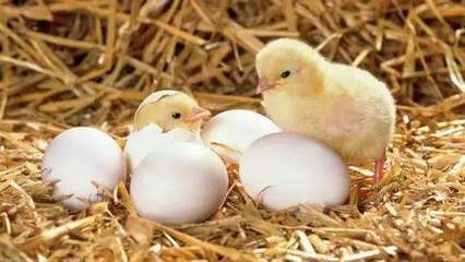 鸡蛋为什么能孵出小鸡的原理是什么?