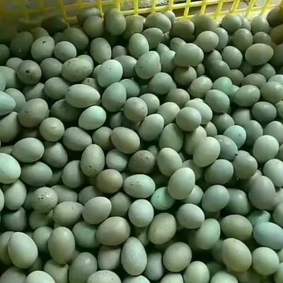芦丁鸡种蛋介绍