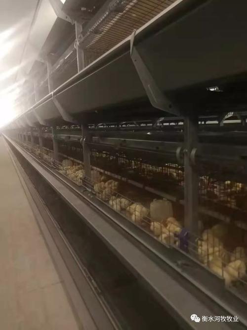 河牧牧业添丁进口2019年2批父母代种鸡开始育雏