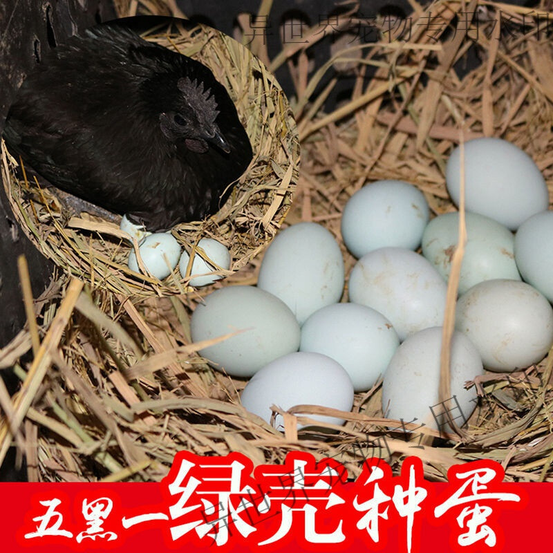 五黑一绿鸡纯种种蛋受精蛋乌鸡蛋受精可孵化乌骨鸡绿壳种蛋受精蛋 江西原种 绿壳种蛋 15枚装