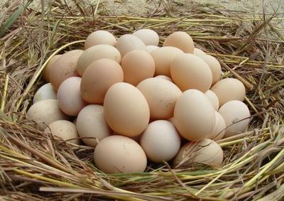 你吃过多少种蛋?关于蛋类的冷知识你了解多少呢?