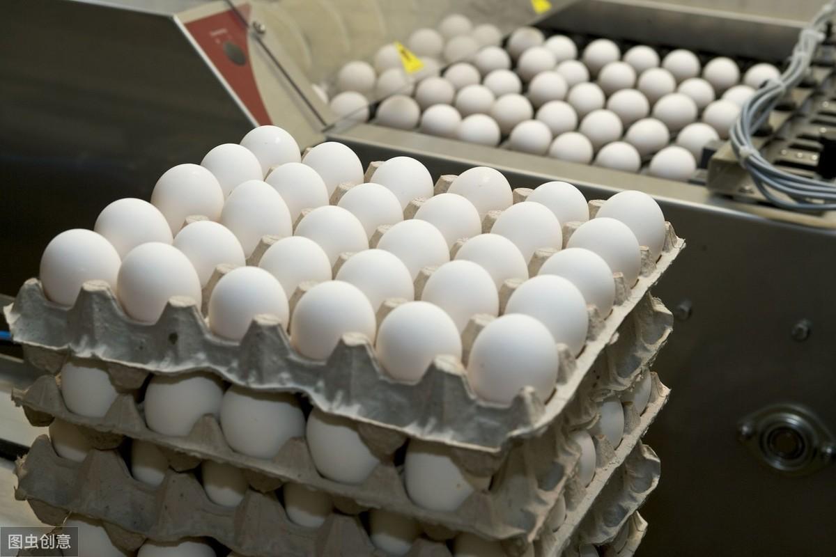 蛋鸡种蛋的孵化如何操作规范
