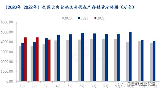 缺鸡强力支撑毛鸡价格