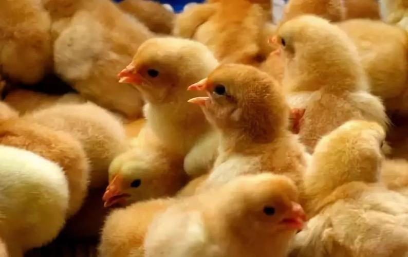 一,不能看价选鸡苗  首选防疫,管理正规,并能提供种畜禽生产经营许可