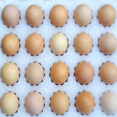 30枚顺丰包邮 珍珠鸡种蛋受精蛋可孵化珠鸡蛋山鸡蛋几内亚鸟种蛋