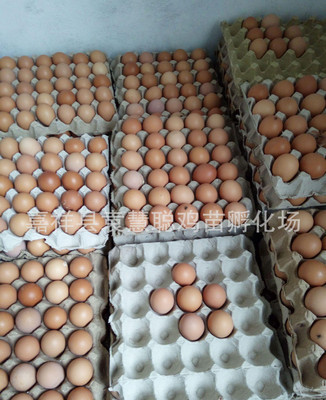 嘉祥种鸡场红玉种蛋笨鸡种蛋受精种蛋