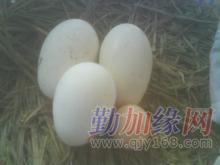 批发鹅蛋种蛋_批发鹅蛋种蛋价格_批发鹅蛋种蛋厂家-勤加缘网【济南市蓝天特禽养殖场】