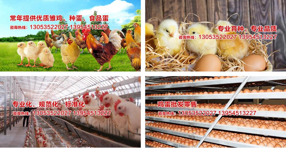 上一个海兰褐父母代种鸡下一个无提醒x您的浏览器版本过低或该浏览器
