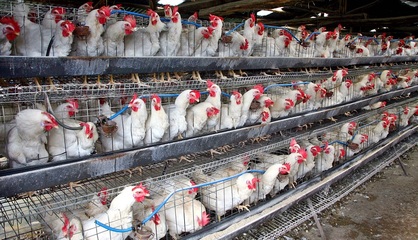 养鸡行业持续高景气 益生股份净利润大增股价涨210%