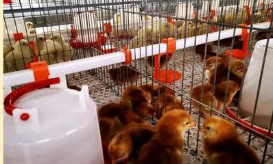 年产鸡苗8000万羽,凤妮可盐亭蛋种鸡产业园,盐亭畜牧业新起点