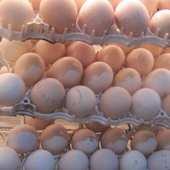 供应 有机养殖孵化种蛋