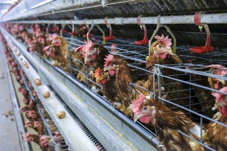 里昂的一些观点一家家禽养殖场的鸡蛋多层次生产线,层农场住房,农业