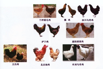 肉鸡遗传育种研究进展