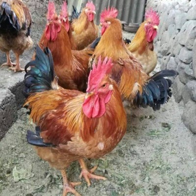 新广麻黄鸡苗价钱 k9麻黄鸡苗价格