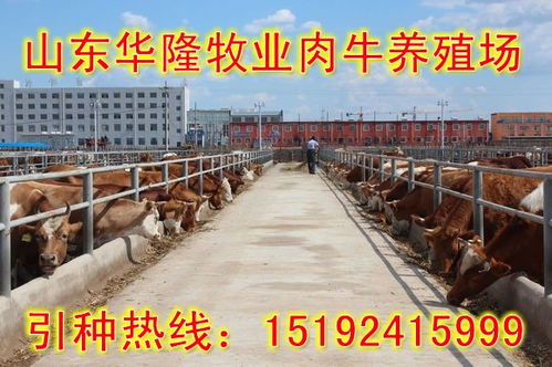郑州养牛场