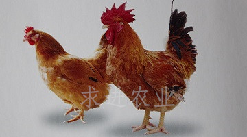 快大黄鸡苗批发-广州求进农业推广提供快大黄鸡苗批发的相关介绍、产品、服务、图片、价格山鸡苗,珍珠鸡苗,贵妃鸡苗,绿壳蛋鸡苗,土鸡苗,三黄鸡苗,快大麻鸡苗,快大黄鸡苗