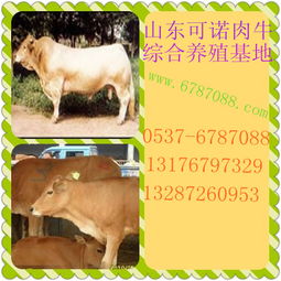 云岩区小牛仔最新价格