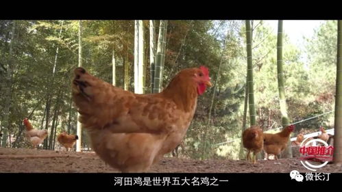 新闻聚焦丨 中国一分钟 之河田鸡刊播啦,长汀县长马水清向全球推介国家地理标志农产品 河田鸡