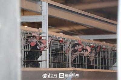 争先·丰收密码 | ①26年磨一剑,日照小鸡舍飞出“金凤凰”