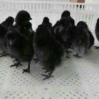【土鸡苗黑鸡苗麻鸡苗野鸭苗绿壳蛋鸡苗批发鸡苗价格行情图片】土鸡苗黑鸡苗麻鸡苗野鸭苗绿壳蛋鸡苗批发鸡苗价格行情 - 高新温泉优源家禽育种技术服务中心