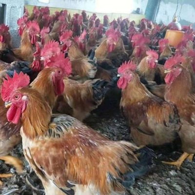 k9快大鸡苗孵化场批发价格 重庆三黄鸡苗批发价格 本鸡苗批发价格