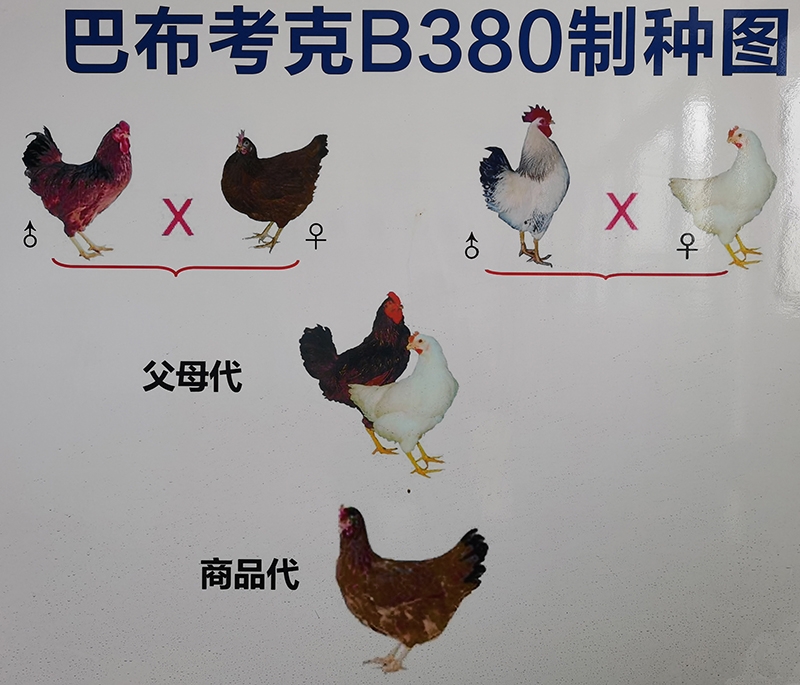 文章列表|河北天使家禽育种
