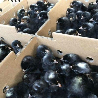 广东竹料鸡苗批发市场 广州竹料禽苗批发市场 里有小鸡苗卖