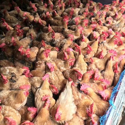 贵州三黄鸡苗批发价 三黄公鸡苗价格 小鸡苗批发 三黄鸡批发商
