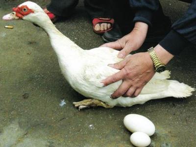 鸭子生蛋