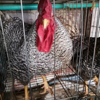 广东竹料鸡苗批发市场 广州竹料禽苗批发市场 里有小鸡苗卖
