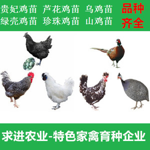 【绿壳蛋鸡品种】绿壳蛋鸡品种价格/图片_绿壳蛋鸡品种批发/采购_绿壳蛋鸡品种厂家/供应商