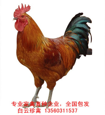柴鸡苗厂家批发,全国包发柴鸡苗价格实惠-安福县章庄乡白云野鸡饲养专业合作社提供柴鸡苗厂家批发,全国包发柴鸡苗价格实惠的相关介绍、产品、服务、图片、价格白云珍禽、山鸡苗,珍珠鸡苗,贵妃鸡苗,绿壳蛋鸡苗,土鸡苗、