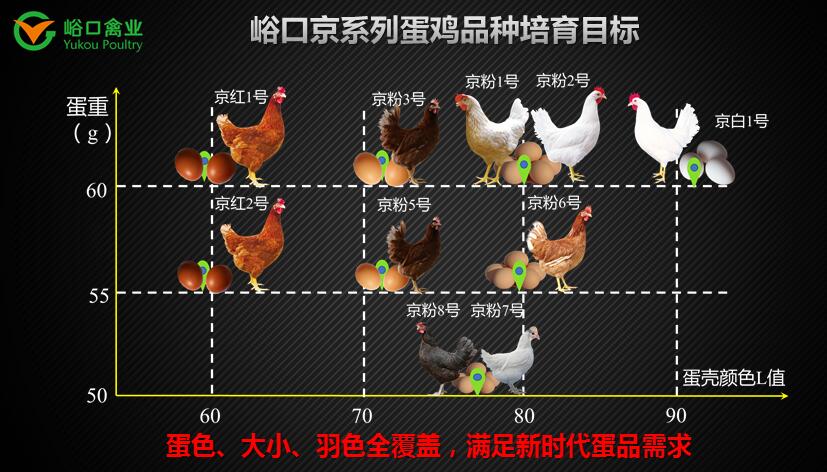峪口禽业:餐桌上的变化给家禽育种公司提出了新挑战