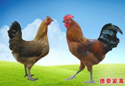 产品展厅_泰安市德泰家禽育种