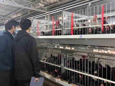 智慧鸡禽云养殖,科技赋能新未来