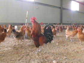 【山东蛋鸡苗】_山东蛋鸡苗价格_山东蛋鸡苗批发_山东蛋鸡苗