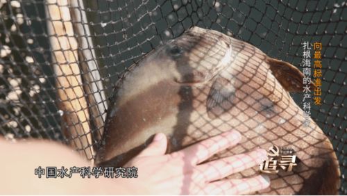 向最高标准出发 南海渔业 宝藏 的守护者