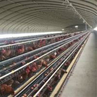 肉鸡养殖大棚订做图片 中国供应商