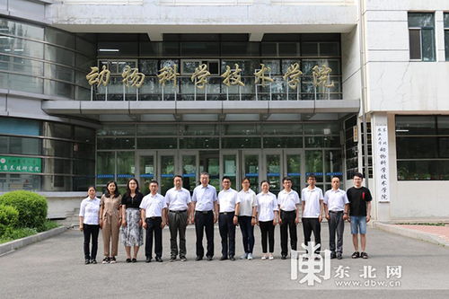 东北网 东北农业大学 校企合作我国白羽肉鸡种源实现突破