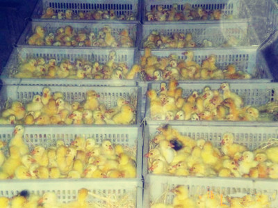 鹅苗行情_江苏《百正孵化基_鸭苗_鸡苗_海州区百正家禽经营部 - 商国互联网