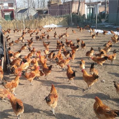 优质土鸡蛋批发市场,育种养殖场发运,土鸡蛋批发价格