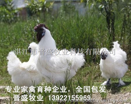 竹丝鸡怎么养比较好,农村鸡饲料配方