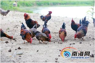 两千只鸡一起比心 90后养殖户的新潮推销