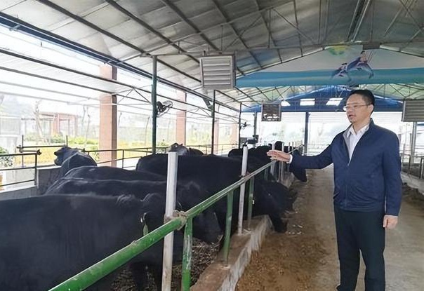 白羽肉鸡行业大咖访谈录|大风起兮--北京大风家禽育种发展纪实