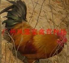 快大黄鸡苗 ,广州凤雏家禽育种场